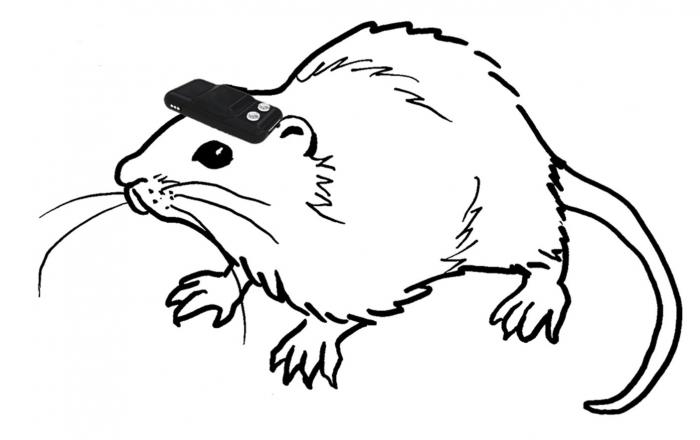 A rat wearing a head-mounted sensor device