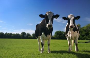 Two cows grazing in a field.