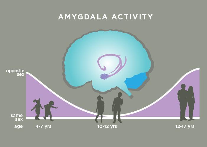 Illustration showing amygdala activity