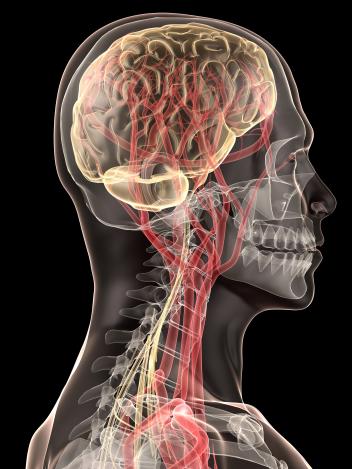 human brain and blood vessels