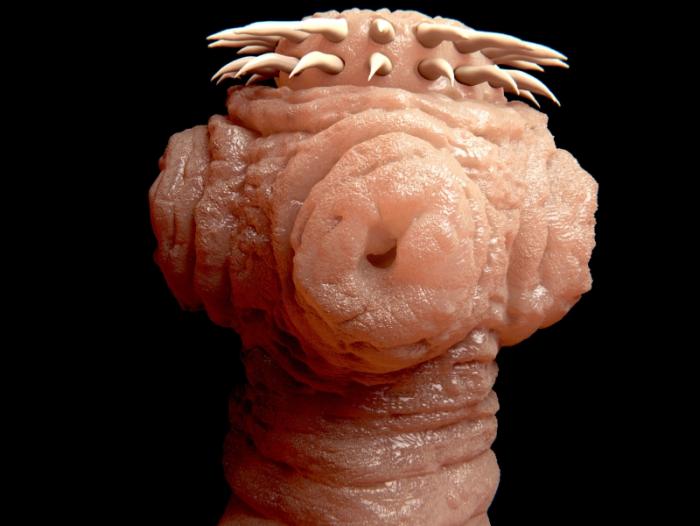 Tapeworm scolex.