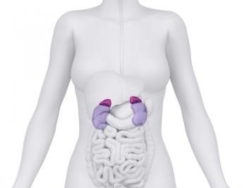 illustration showing kidneys