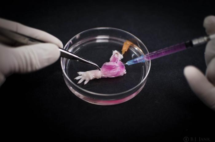regenerated rat forelimb