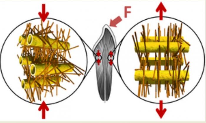 nanostructures of dentin