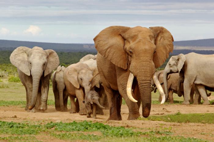 [A herd of African elephants]