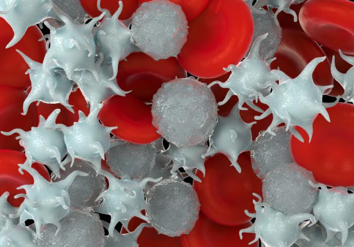 Platelets in the blood.
