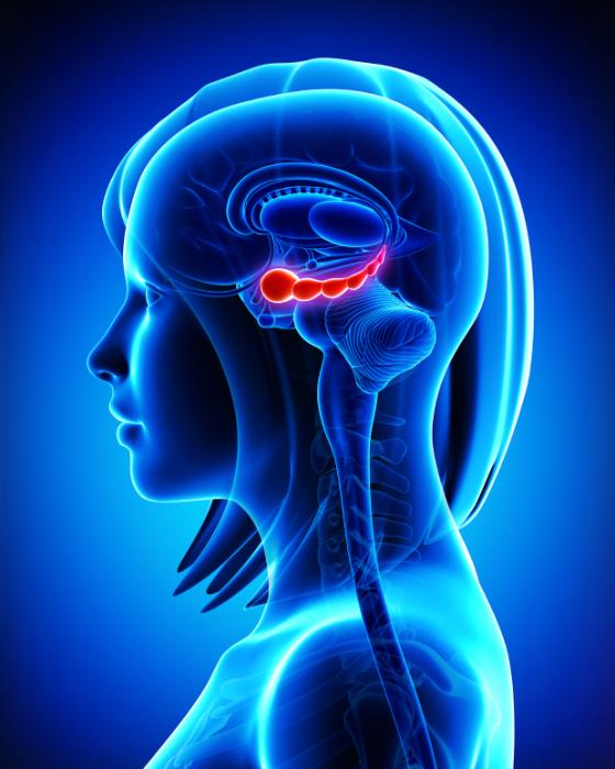 profile of woman with highlighted hippocampus in brain
