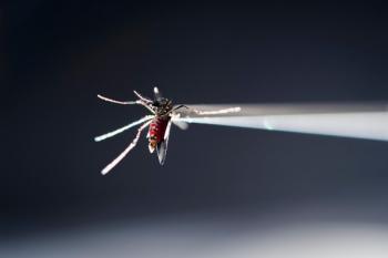 blood-fed mosquito