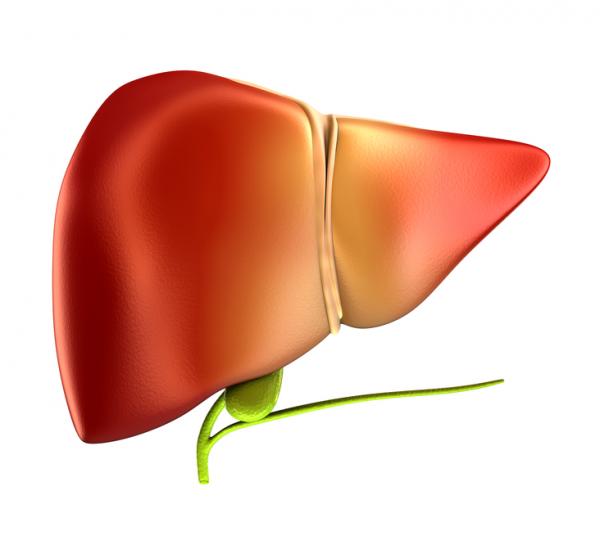 Image of the liver and gallbladder.