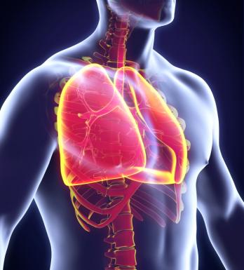 human torso showing lungs