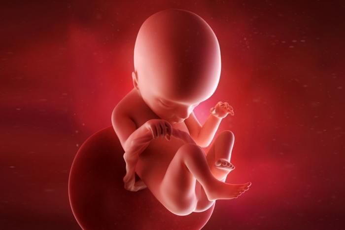 Image of a fetus in a womb.