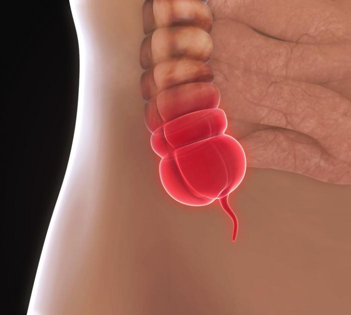 Image of the appendix.