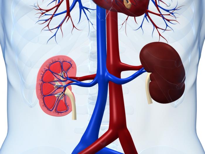 Image of the kidneys.