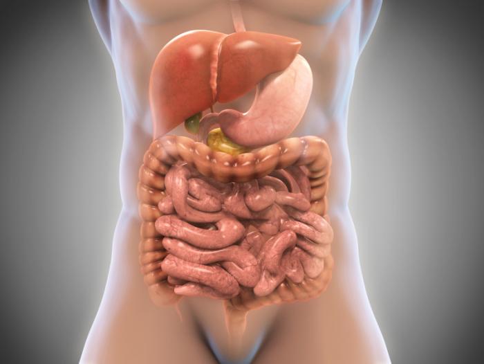 Picture of the digestive system.