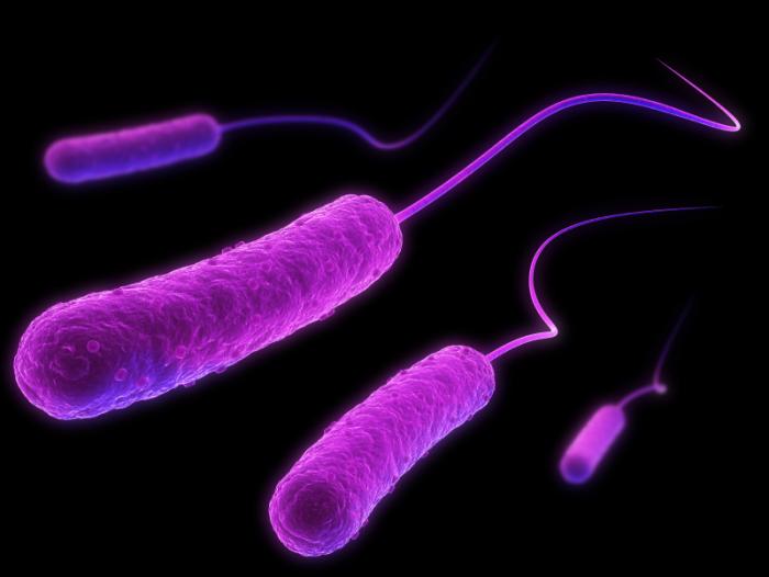 [E.coli illustration]