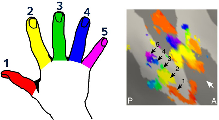 hands-sections-of-brain