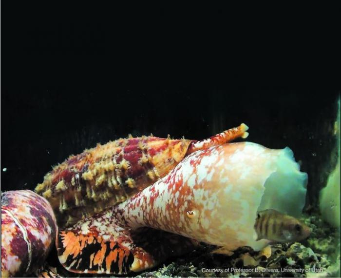 marine cone snail