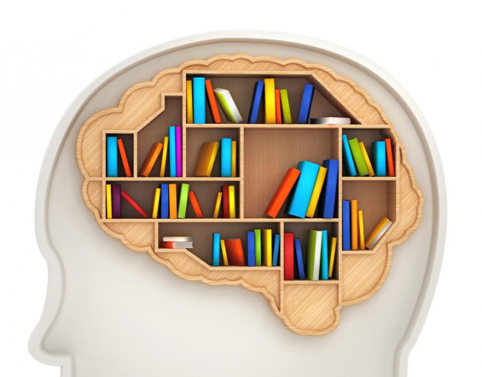 [A bookshelf as a human brain]