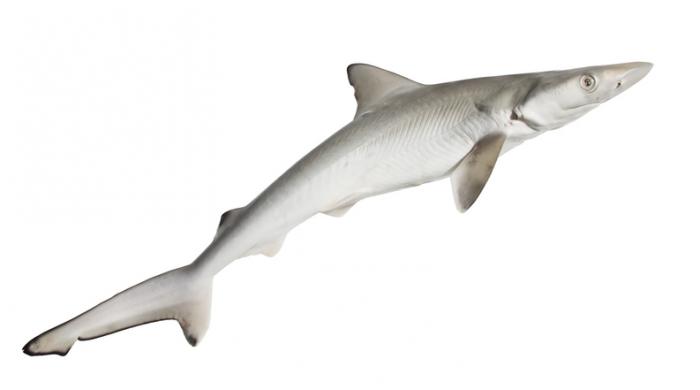 [A dogfish shark]