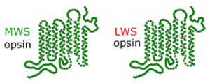 Opsin proteins contribute to heat-seeking movement of sperm