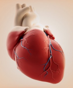 (CNIC) have identified how two proteins control the growth of the heart and its adaptation to high blood pressure 