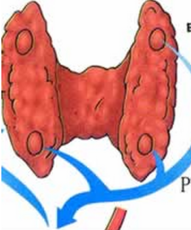 Parathyroid hormone may mediate antihypertensive fracture risk
