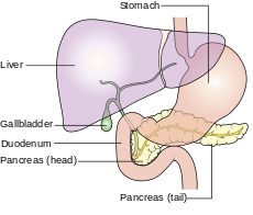 Diagram_showing_the_position_of_the_pancreas
