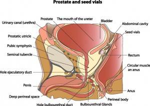Vessel-sparing Radiation, better Understanding of Prostate Anatomy can improve Quality of Life