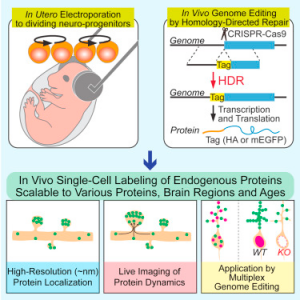 The use of CRISPR / Cas9 System Accurately mark the Development of Endogenous Proteins in the Brain