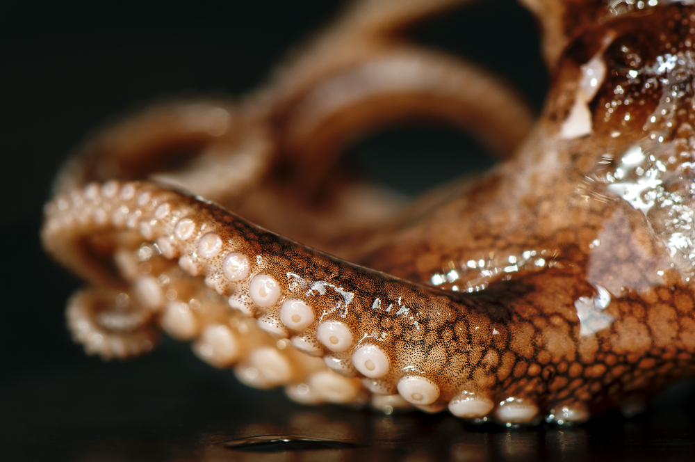 This Robot Octopus Arm May One Day Be Your Surgeon