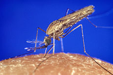Study shows why immune system fails to develop immunity during malaria infection