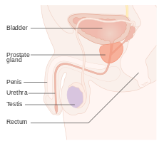 Diagram_showing_the_position_of_the_prostate_and_rectum