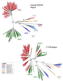 Phylogenetic_analyses_of_HRV_and_HEV