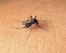 UF study shows effective way to control damaging health impacts of mosquito-borne diseases