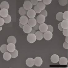 Exposure to titanium dioxide nanoparticles increases bacterial infection of HeLa cells