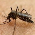 New Local Zika Case Reported in Florida
