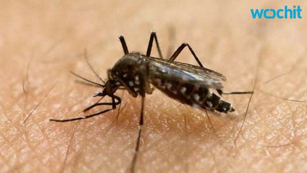 New Local Zika Case Reported in Florida